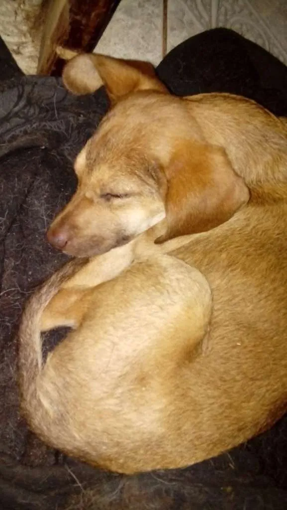 Cachorro ra a vira-lata idade 2 a 6 meses nome sem nome