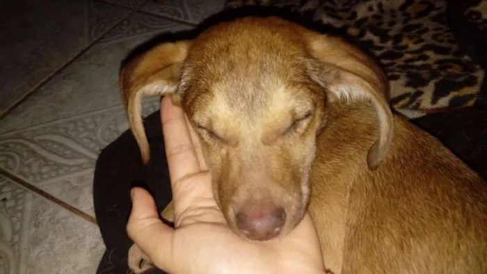 Cachorro ra a vira-lata idade 2 a 6 meses nome sem nome