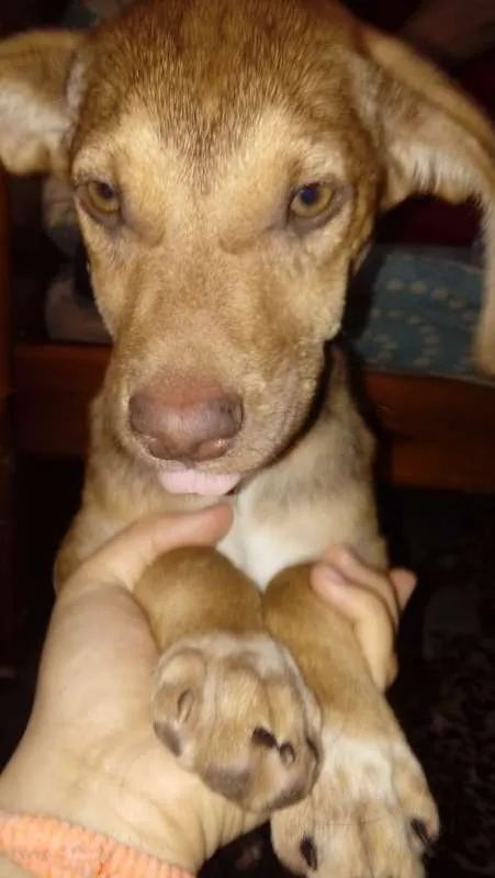 Cachorro ra a vira-lata idade 2 a 6 meses nome sem nome
