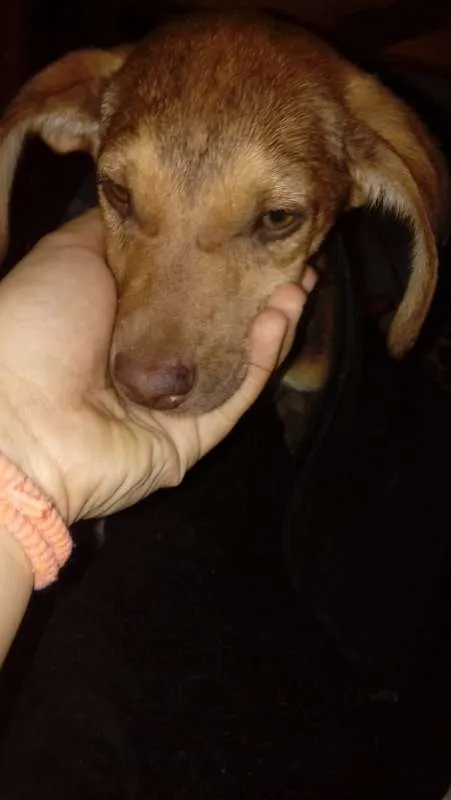 Cachorro ra a vira-lata idade 2 a 6 meses nome sem nome