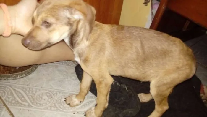 Cachorro ra a vira-lata idade 2 a 6 meses nome sem nome