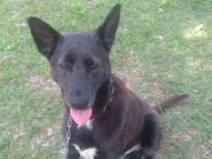 Cachorro raça RND idade 5 anos nome Magrela e Preta
