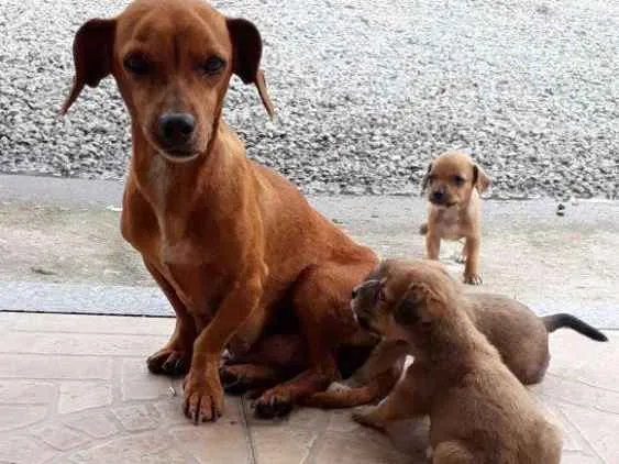 Cachorro ra a Mistura salchicha idade Abaixo de 2 meses nome Sem nome