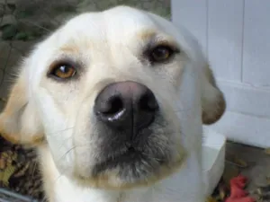 Cachorro raça SRD idade 5 anos nome Pepeu
