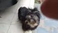 Pupi