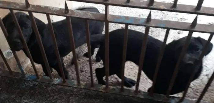 Cachorro raça Labrador com rottweiler idade 2 a 6 meses nome sem nome