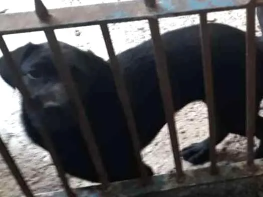Cachorro raça Labrador com rottweiler idade 2 a 6 meses nome sem nome