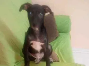 Cachorro raça SRD idade 2 a 6 meses nome Kiara