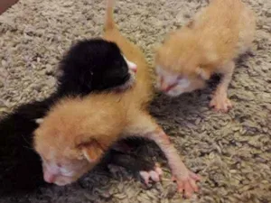 Gato raça SRD idade Abaixo de 2 meses nome sem nome