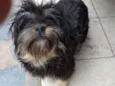 Pupi