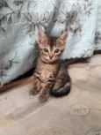 Amora 