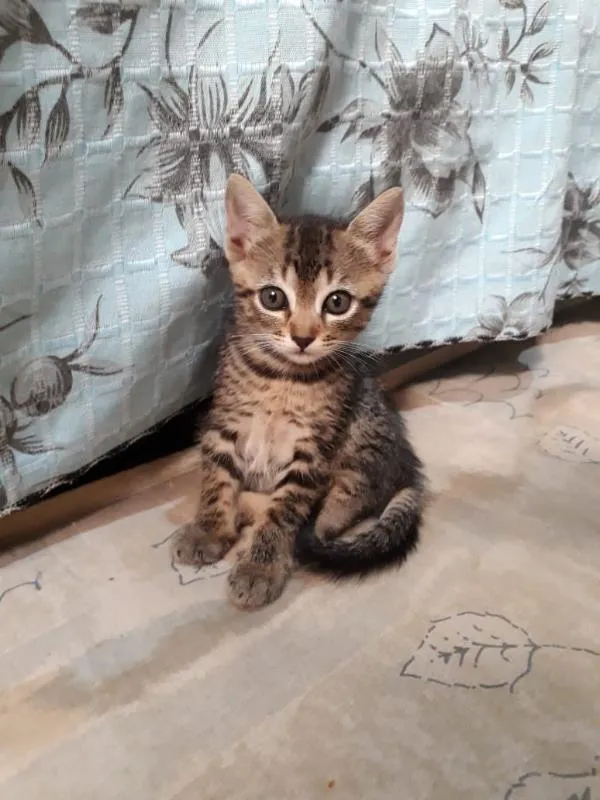 Gato ra a Não definido  idade 2 a 6 meses nome Amora 
