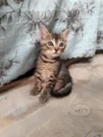 Amora 