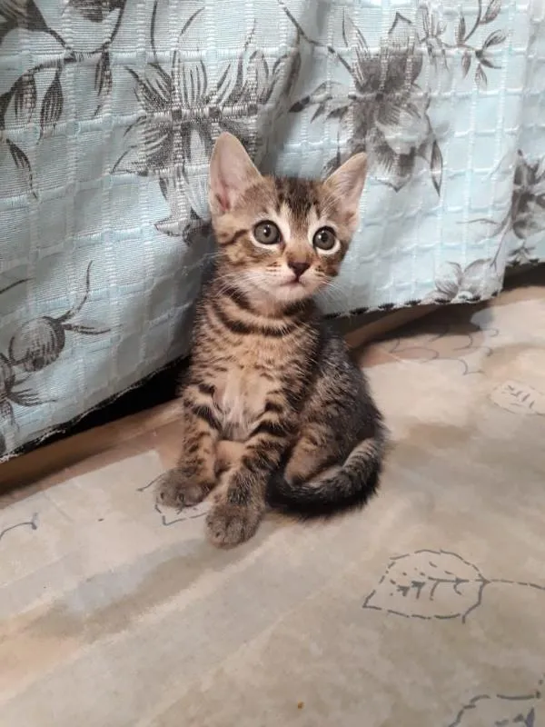 Gato ra a Não definido  idade 2 a 6 meses nome Amora 