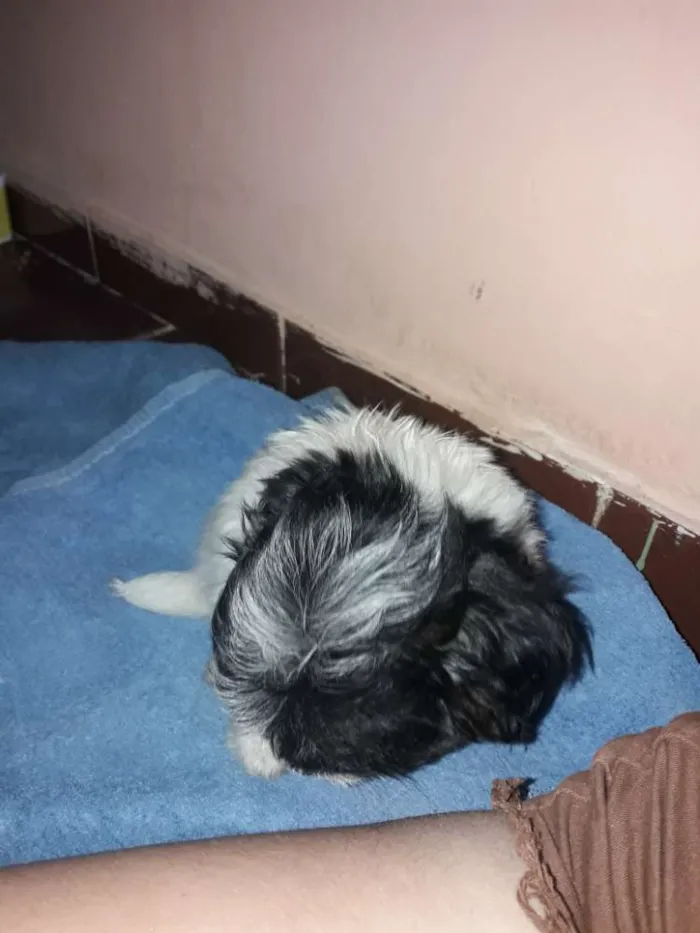 Cachorro ra a Shitus idade Abaixo de 2 meses nome Max