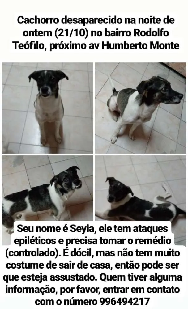 Cachorro ra a Srd idade 3 anos nome Seiya