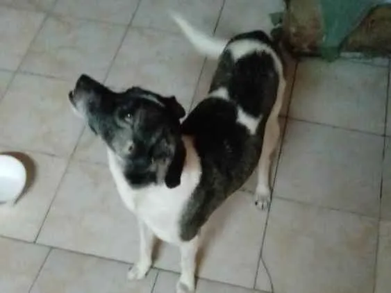 Cachorro ra a Srd idade 3 anos nome Seiya