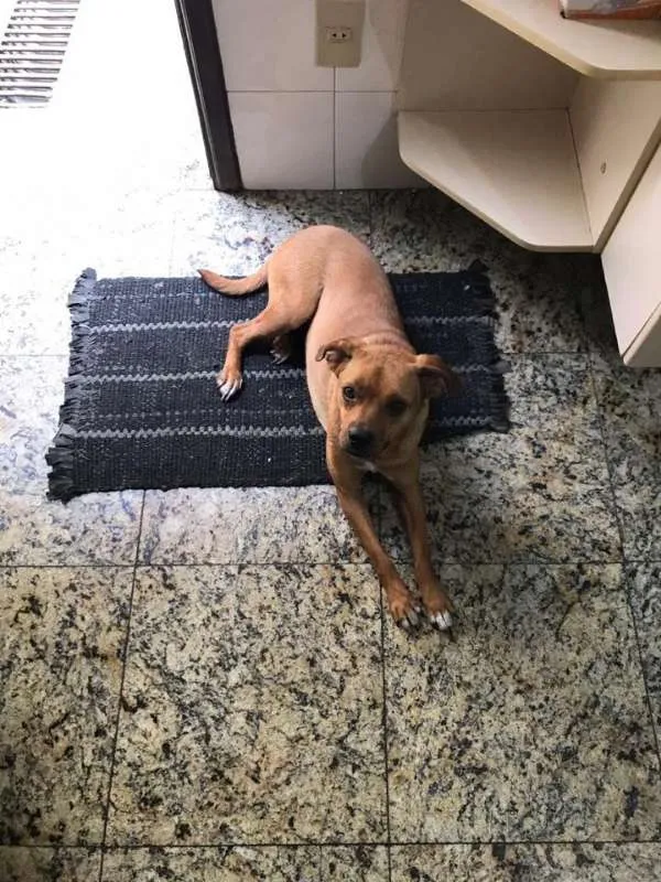 Cachorro ra a  idade 1 ano nome Florzinha Pequena