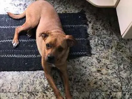 Cachorro ra a  idade 1 ano nome Florzinha Pequena