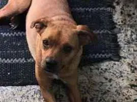 Cachorro raça  idade 1 ano nome Florzinha Pequena