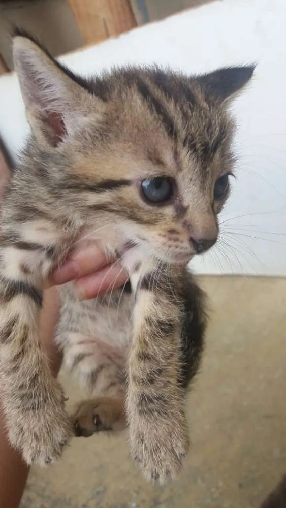 Gato raça Nao definida idade Abaixo de 2 meses nome Sem nome