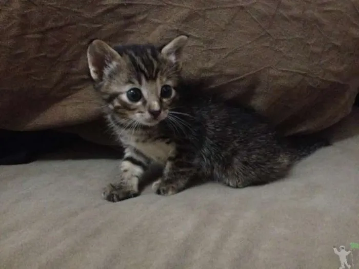 Gato raça não sei idade 2 a 6 meses nome não tem ainda