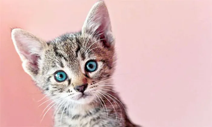 Gato raça não sei idade 2 a 6 meses nome não tem ainda