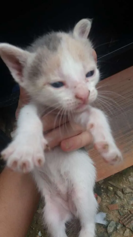 Gato raça Nao definida idade Abaixo de 2 meses nome Sem nome