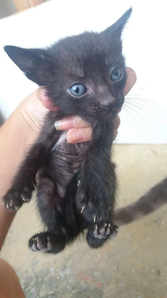 Gato raça Nao definida idade Abaixo de 2 meses nome Sem nome
