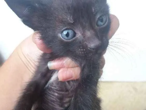 Gato raça Nao definida idade Abaixo de 2 meses nome Sem nome