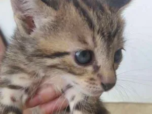 Gato raça Nao definida idade Abaixo de 2 meses nome Sem nome