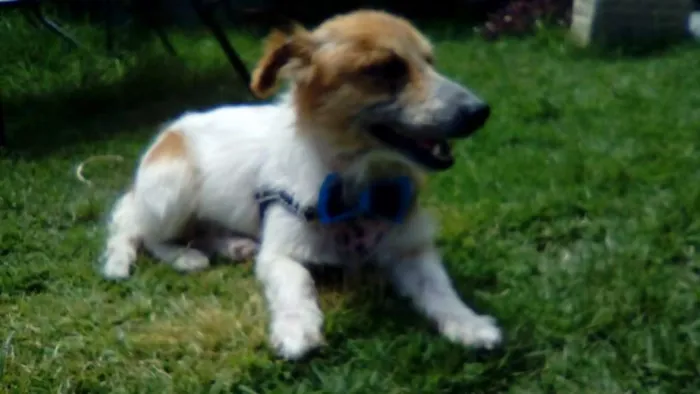 Cachorro ra a SRD idade 3 anos nome Balu