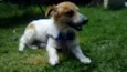 Balu
