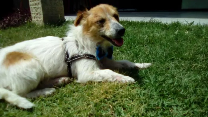 Cachorro ra a SRD idade 3 anos nome Balu