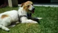 Balu