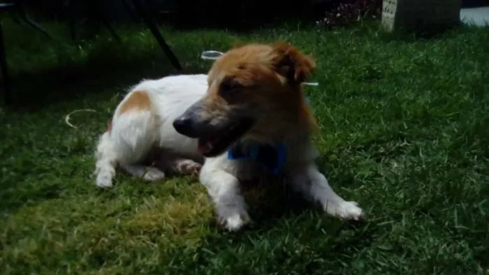 Cachorro ra a SRD idade 3 anos nome Balu