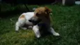 Balu