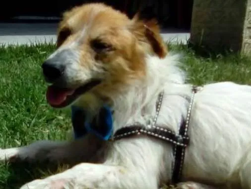 Cachorro ra a SRD idade 3 anos nome Balu