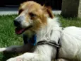 Balu