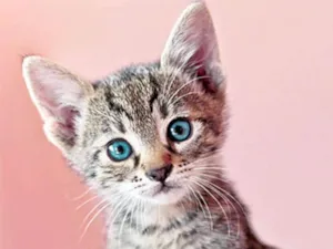 Gato raça não sei idade 2 a 6 meses nome não tem ainda