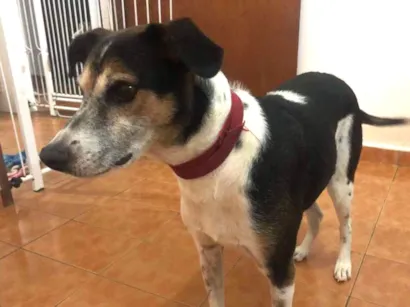 Cachorro raça SRD idade 5 anos nome PEPEU