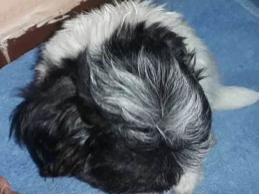 Cachorro ra a Shitus idade Abaixo de 2 meses nome Max