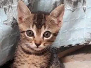 Gato raça Não definido  idade 2 a 6 meses nome Amora 
