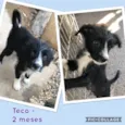 Teco
