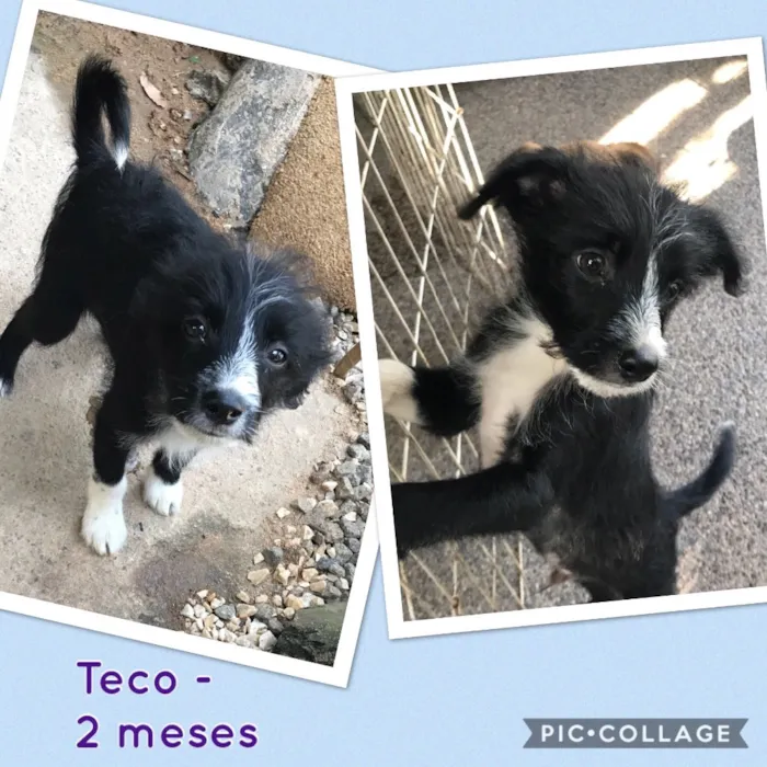 Cachorro ra a SRD idade 2 a 6 meses nome Teco