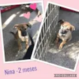 Nina