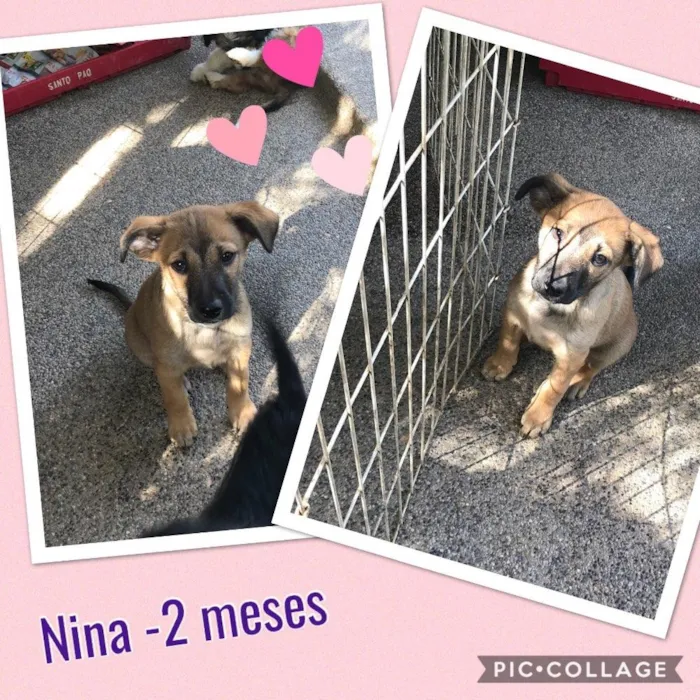 Cachorro ra a SRD idade 2 a 6 meses nome Nina