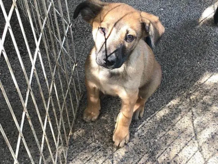 Cachorro ra a SRD idade 2 a 6 meses nome Nina