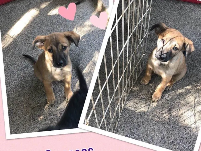 Cachorro ra a SRD idade 2 a 6 meses nome Nina