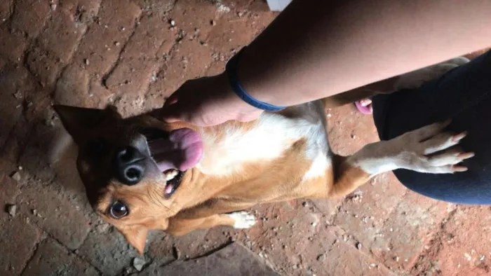Cachorro ra a INDENIFINA idade 6 ou mais anos nome BABY